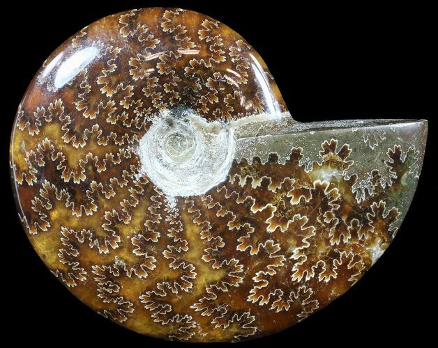 Polished, Agatized Ammonite (Cleoniceras) - Madagascar #54731
